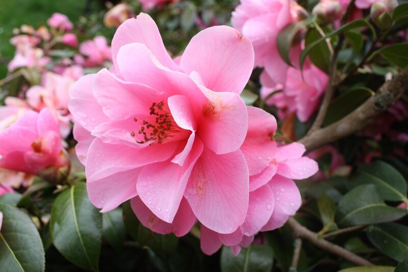 closeup image of a pink flower