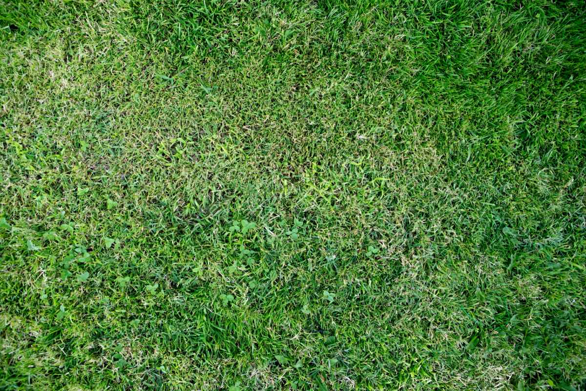 image of short grass