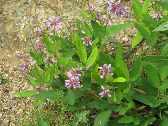 Showy Tick Trefoil