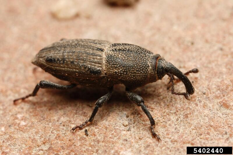 A close up of a billbug