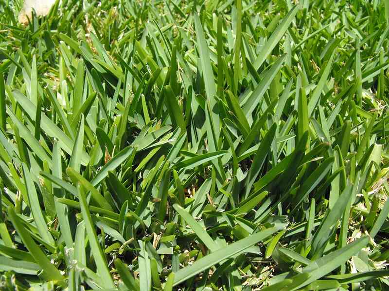 St Augustine Grass