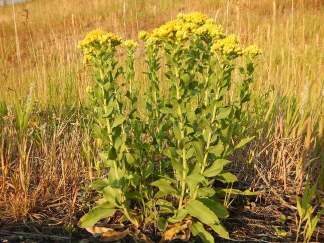 Stiff Goldenrod