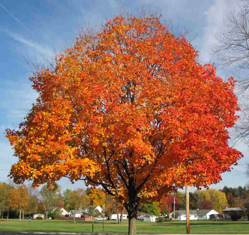 sugar maple tree