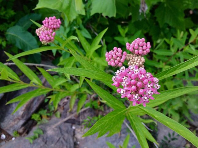 Swamp Milkweed