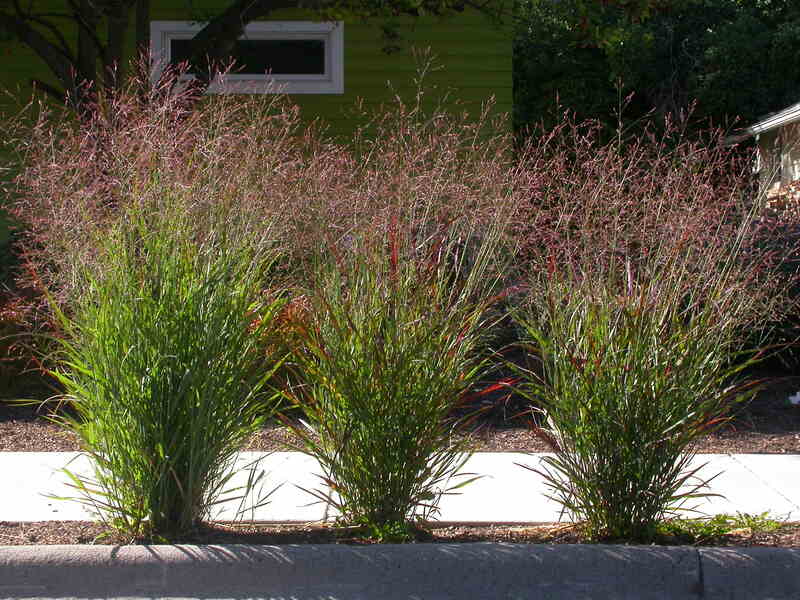 closeup image of switchgrass