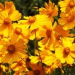 10 Oklahoma Native Plants