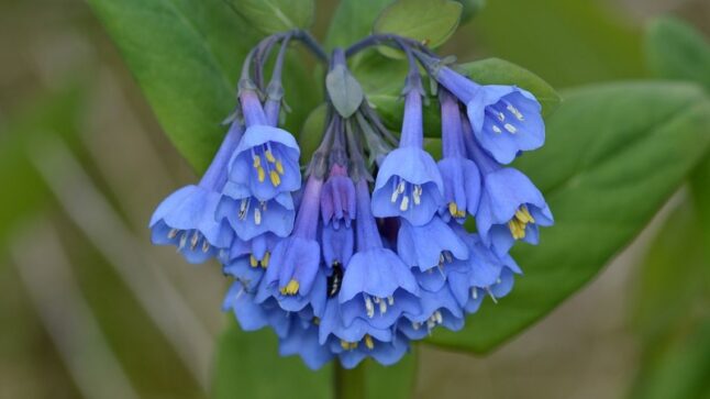 Virginia Bluebells