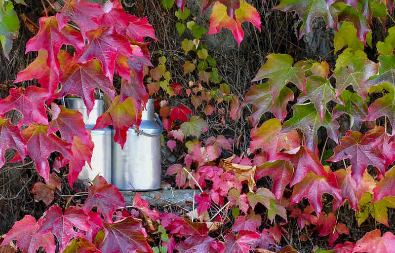 closeup image of pink leaves on the Virginia creeper