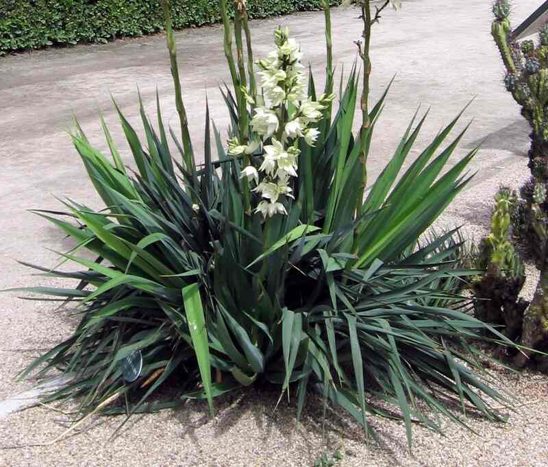image of a weak leaf yucca plant
