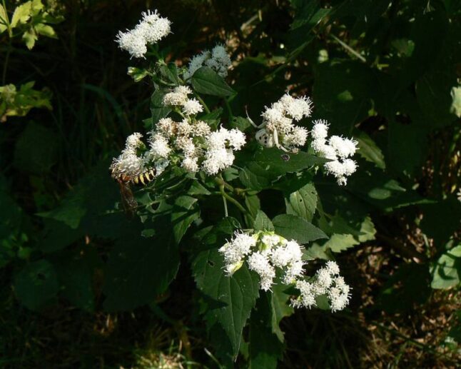 White Snakeroot