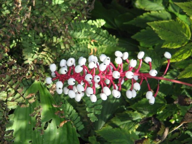 White baneberry