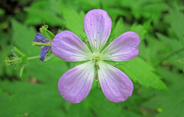 Wild Cranesbill aka Wild Geranium