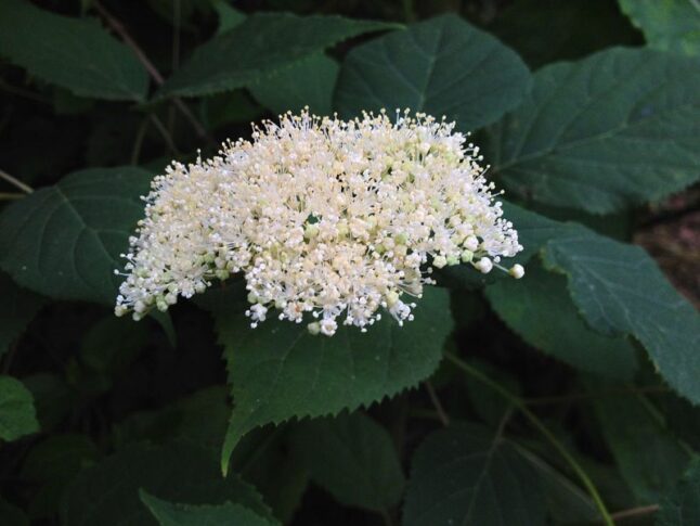 Wild Hydrangea