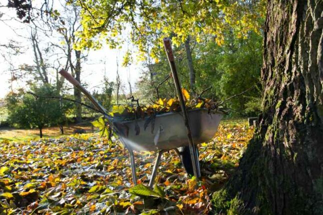 Yard debris in a wheelbarrow