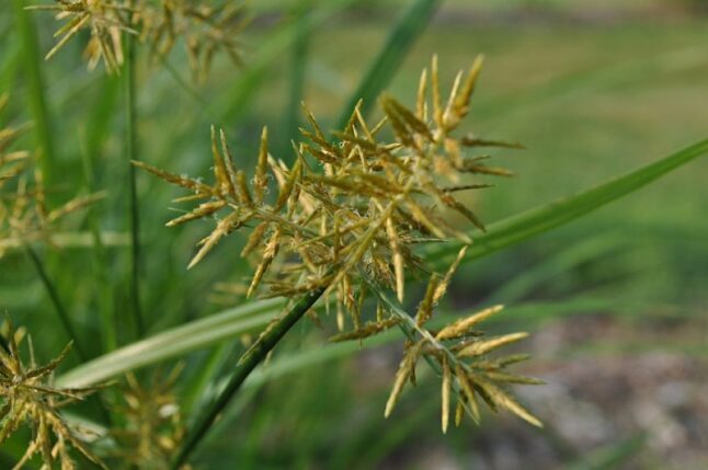 Yellow Nutsedge