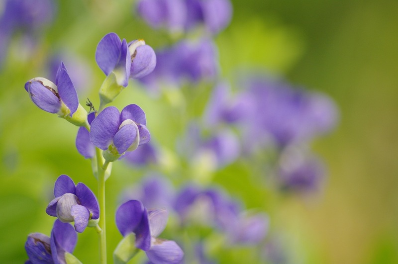 image of blue false indigo