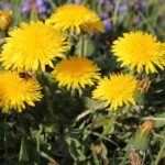 Common Alabama Weeds: How to Identify and Get Rid of Them