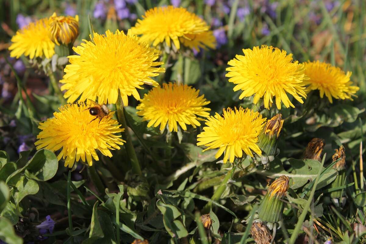 a bee sitting on dandelion flowers