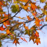 Colorful autumn maple leaves in shades of orange, red, and green on tree branches against bright blue sky background.