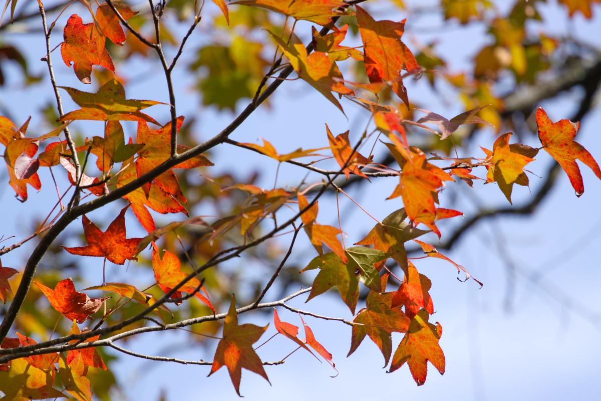 Colorful autumn maple leaves in shades of orange, red, and green on tree branches against bright blue sky background.
