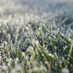 What Do Lawn Care Companies Do in the Winter?