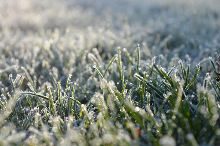 A ground-level macro shot of frost-covered grass blades glistening with tiny ice crystals and frozen dew droplets in the early morning light, with a soft bokeh background of white frost across the lawn.