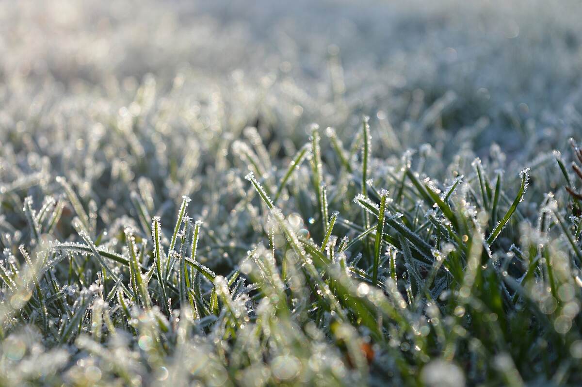 A lawn with frozen grass on it