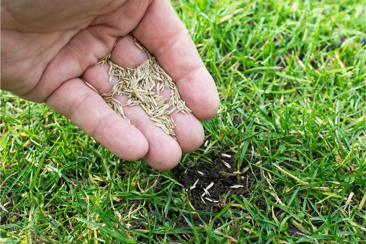 person planting grass seeds