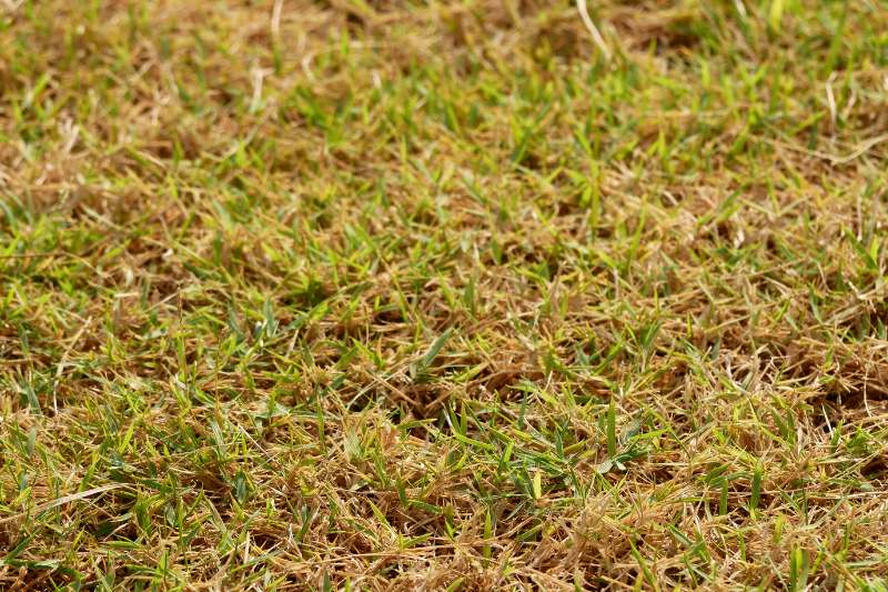 brown colored grass