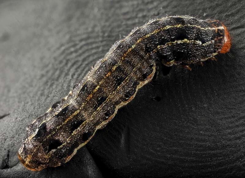 A close up of a beautiful cutworm