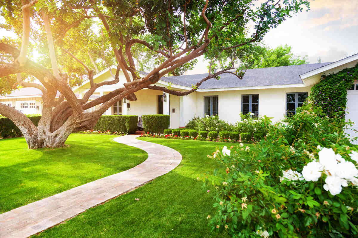 Beautiful white color single family home in Phoenix, Arizona USA with big green grass yard, large tree and roses