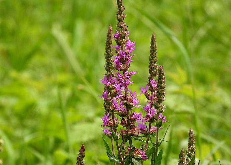 A close up of a beautiful  purple loosestrife