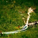 11 Essential Lawn Watering Tips for Florida