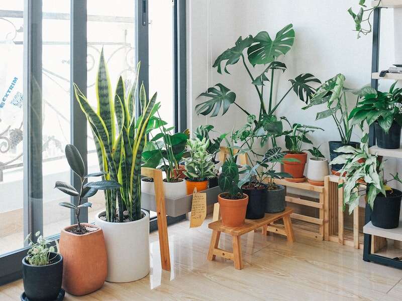 A large number of indoor plants