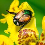 Common Lawn and Garden Pests in Nebraska