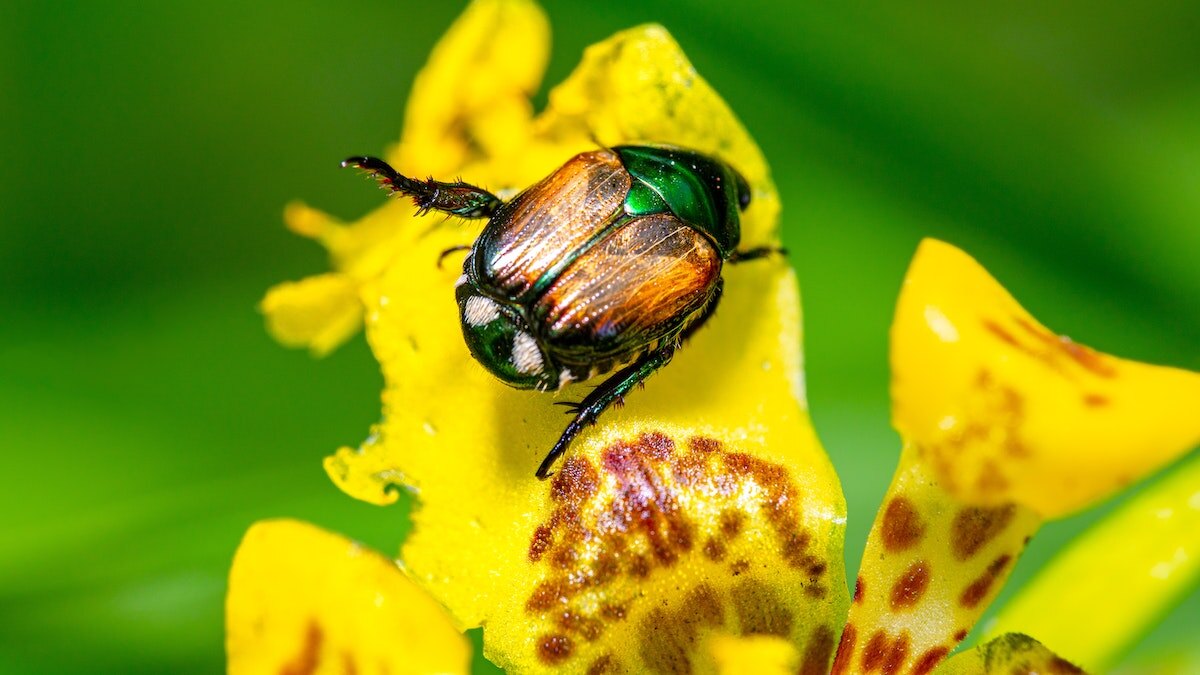 A close up of japanese beetle with yellow background