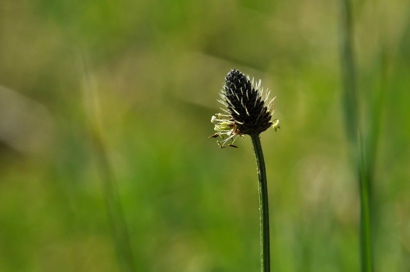 buckhorn plantain with blur green background