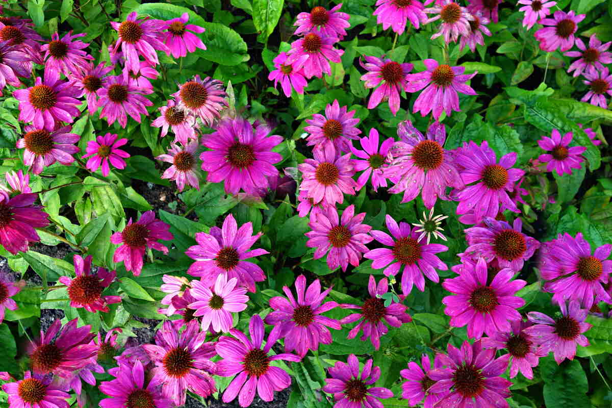 image of group of purple coneflowers