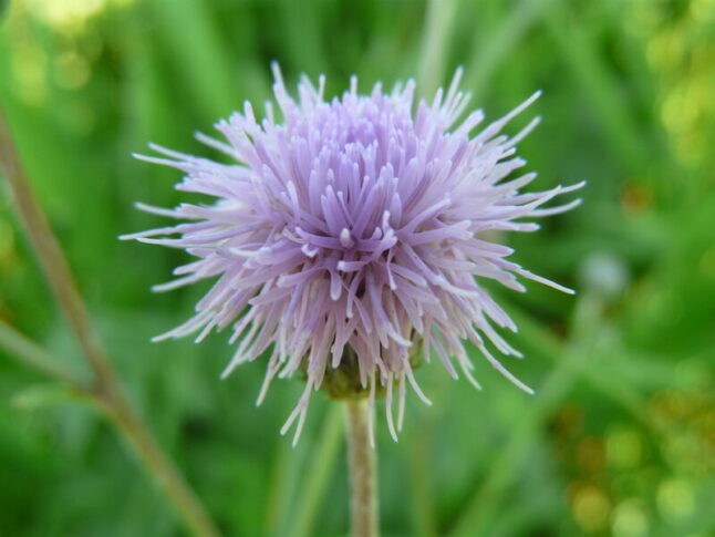 closeup image of a pink thistle