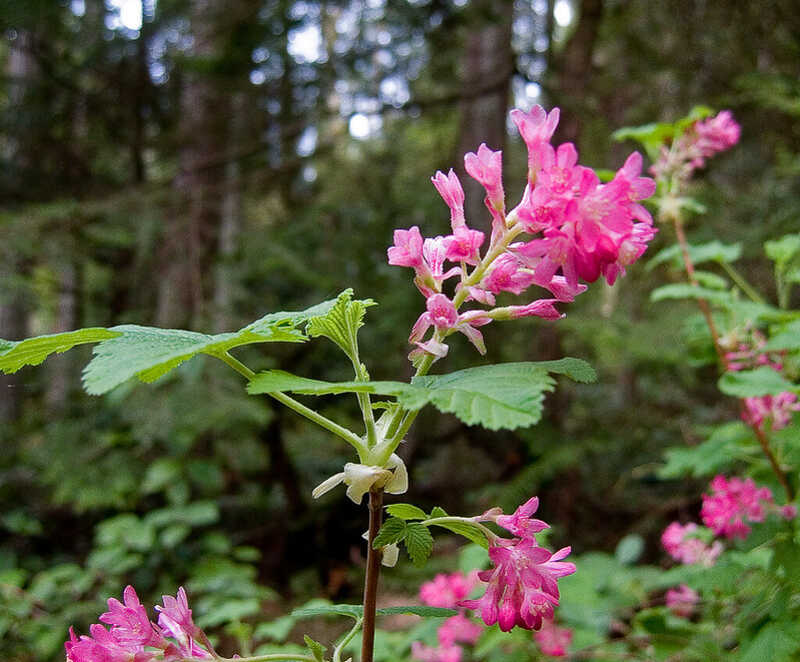 Beautiful pink colored flowers of red flowering currant