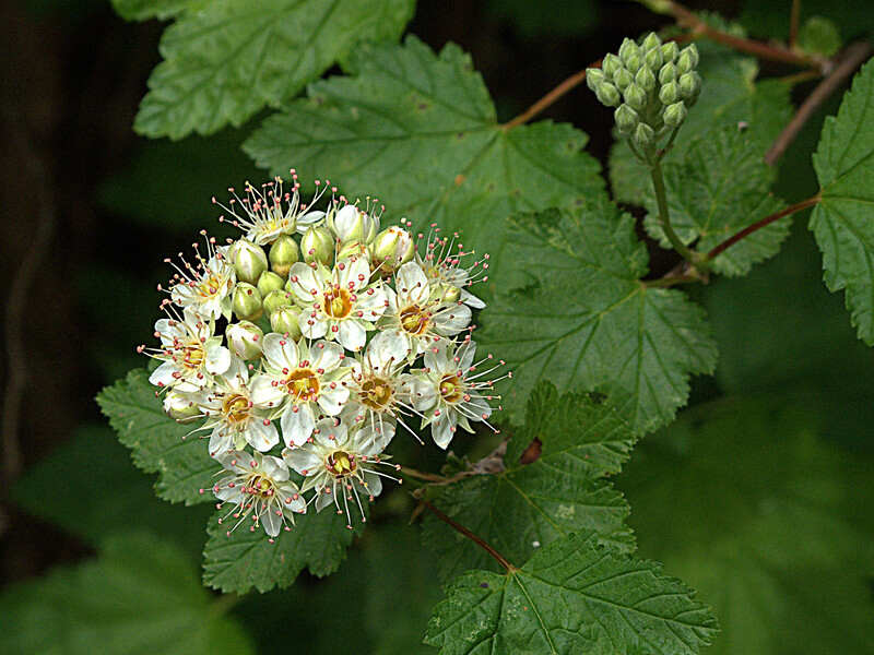 A beautiful close-up of a pacific ninebark