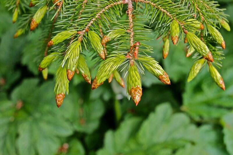 Beautiful green colored leaves of sitka spruce