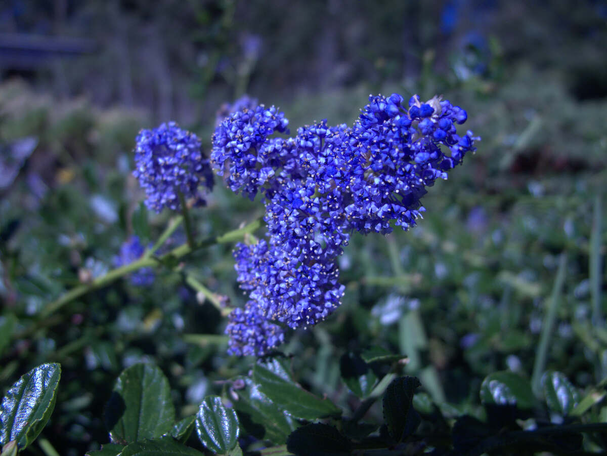 Beautiful blue colored flowers of blueblossom