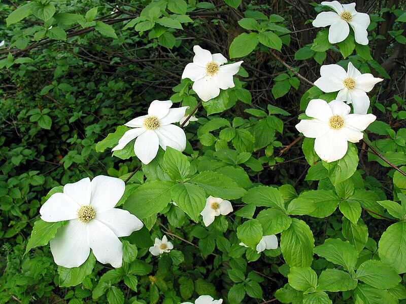 Beautiful white colored flowers of Cornus nuttallii