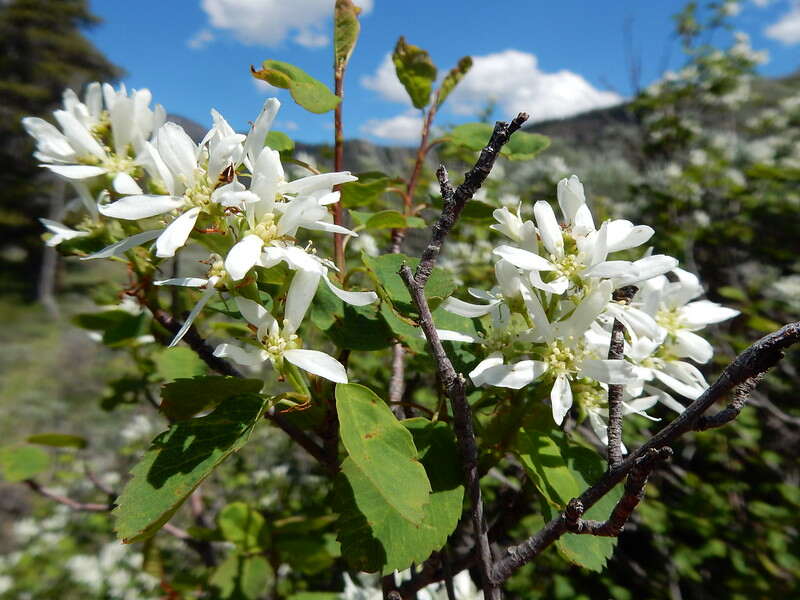 Beautiful white color flowers of western serviceberry