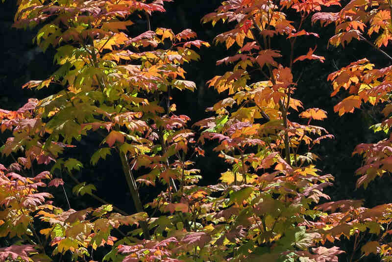 Beautiful light red color leaves of vine maple