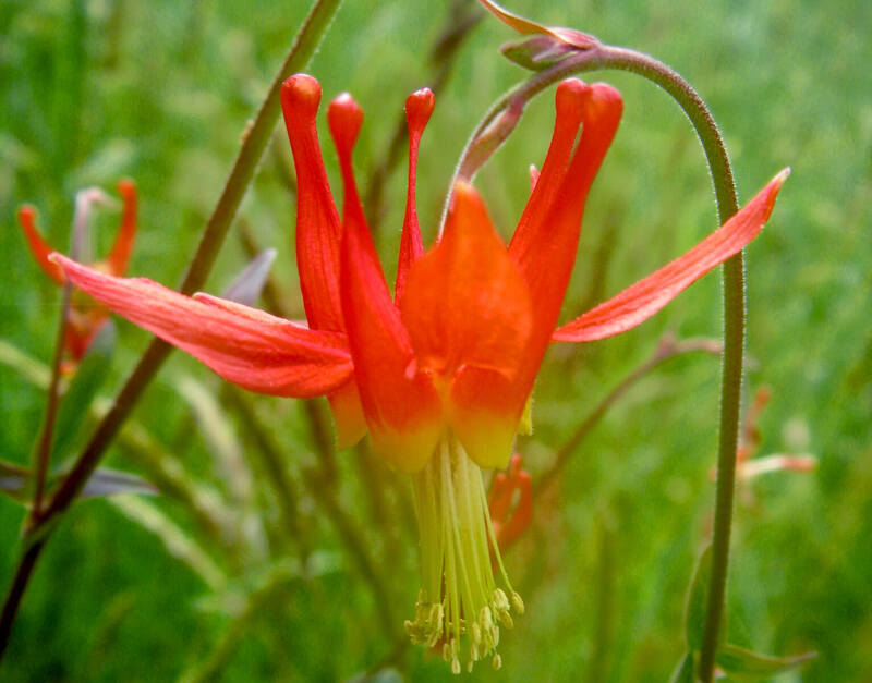 A close up of a beautiful western red columbine