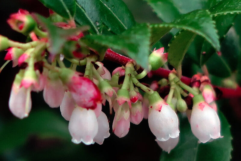 Close up of beautiful white pink color flowers of huckleberry