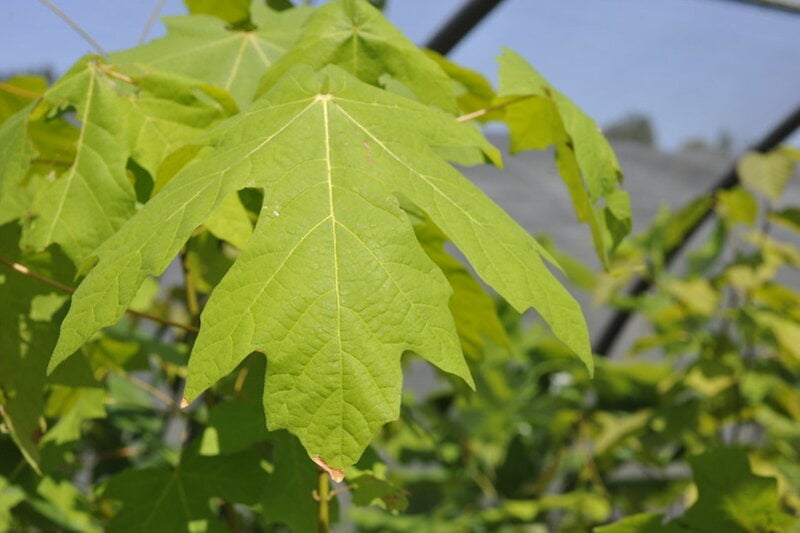 A close up of a beautiful bigleaf maple