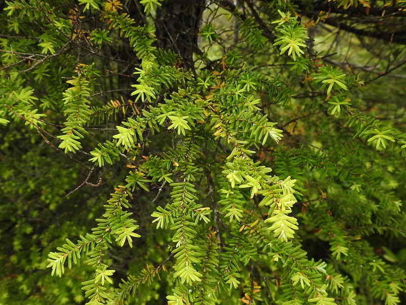 A close up of a beautiful western hemlock